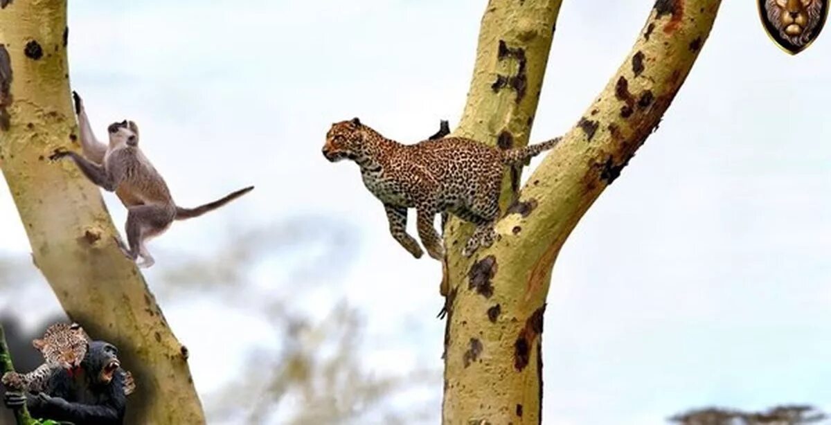 Леопард охотится на обезьян. Животные лазающие по деревьям. Леопард по дереву. Обезьяна на ветке. Местообитание горилл шимпанзе ленивцев леопардов ягуаров