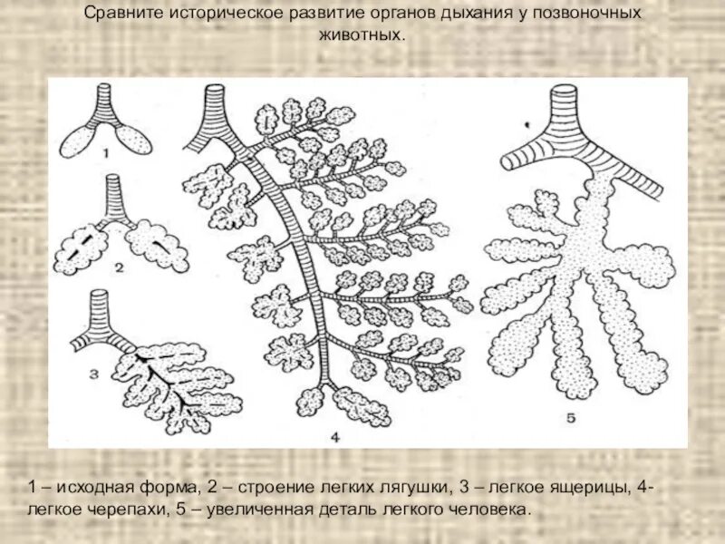 Легкие классов позвоночных. Схема эволюции дыхательной системы. Эволюция дыхательной системы животных 7 класс. Легкие разных классов животных. Строение легких позвоночных.