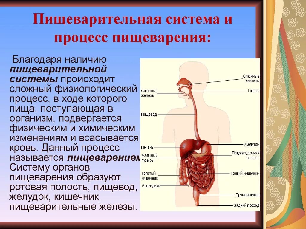 Пищеварительная система человека 4. Строение органов пищеварения. Пищеварительная система доклад. Строение пищеварительной системы человека. Пищеварительная система характеристика кратко