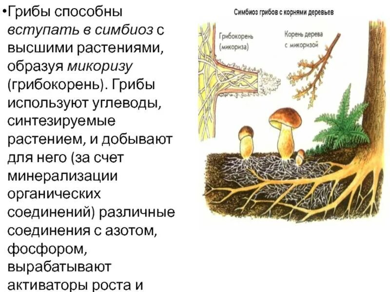 Строение гриба микориза. Шляпочные грибы симбиоз. Симбиоз грибов и растений. Симбиоз гриба и растения. Симбиотических отношений между организмами