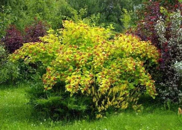 Пузыреплодник калинолистный золотистый Aureum купить в питомнике Fine Trees - Ва
