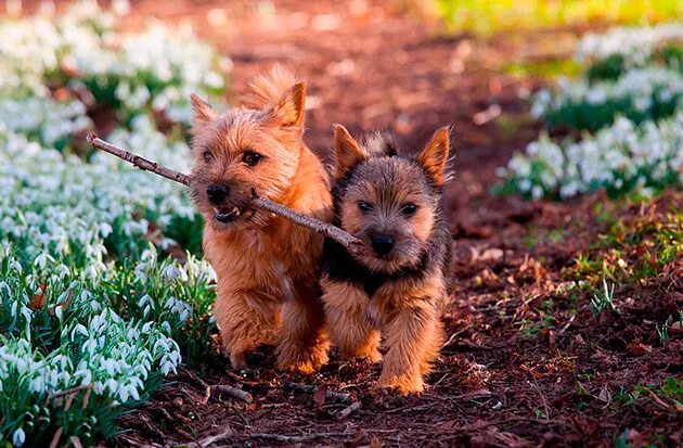 Your Adolescent Puppy and Changes to Expect - American Kennel Club Norwich terri