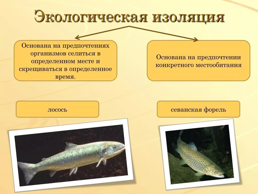 Описание географической изоляции. Севанская форель экологическая изоляция. Экологическая изоляция примеры. Примеры экологической изоляции в биологии. Экологическая изоляция это в биологии.