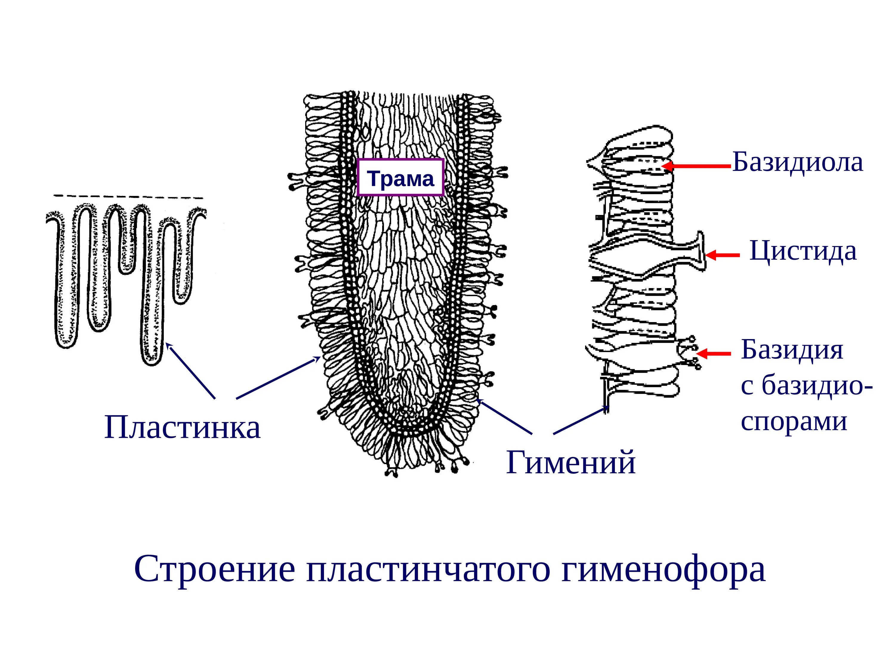 Срез пластинчатого гименофора. Гименофор трутовика схема. Трубчатый гименофор строение. Строение пластинчатого гименофора. Пластинчатый слой