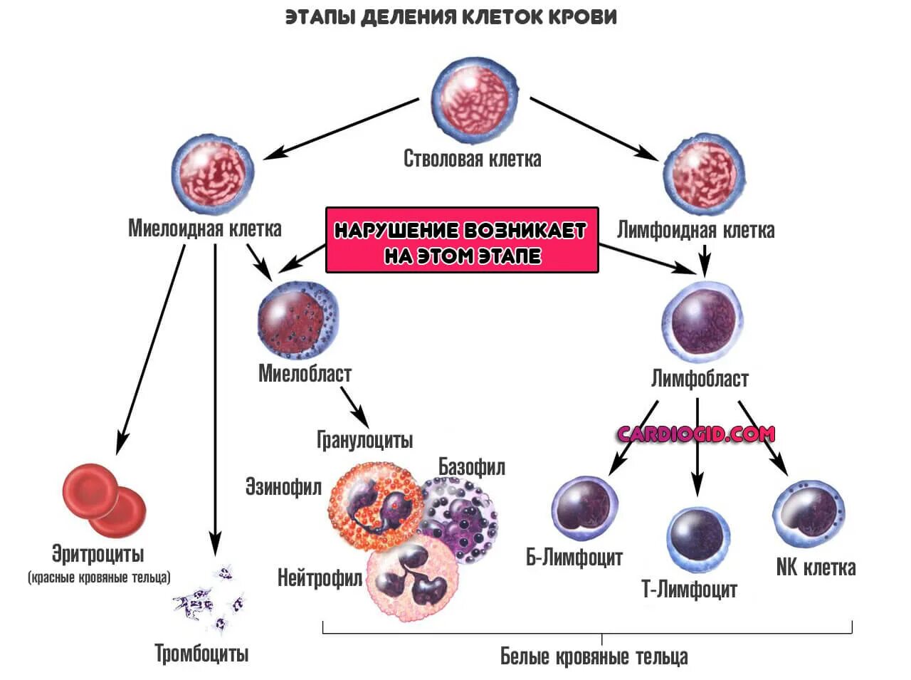 Схема кроветворения стволовая клетка. Клетки крови схема кроветворения. Деление стволовой клетки схема. Схема дифференцировки стволовой клетк.