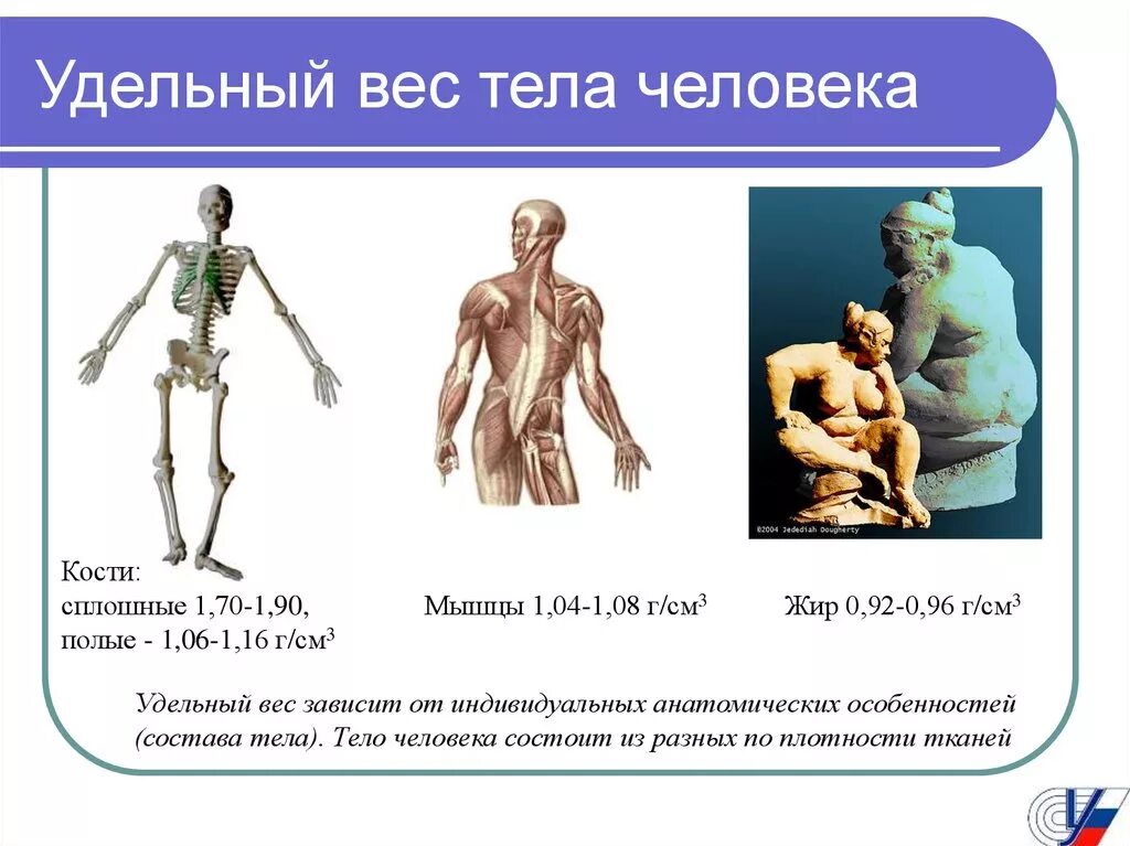 Примеры масс людей. Удельный вес тела. Удельный вес человека. Плотность тела человека. Основные компоненты массы тела человека.