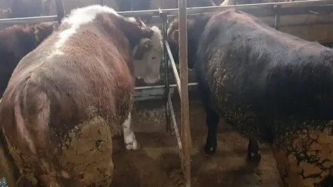 Выращиваемый на мясо бычок