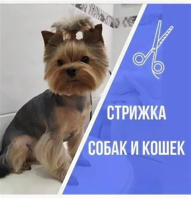 Груминг анапа. Грумер анапа. Стрижка собак в самаре. Грумер анапа. Груминг анапа.