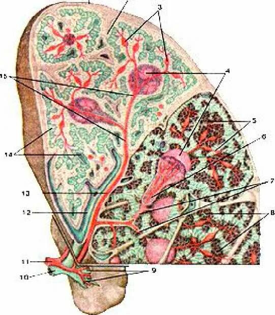 Части селезенки. Внутреннее строение селезенки анатомия. Селезенка внутреннее строение рисунок. Строение селезенки внутренне и внешнее. Строение селезенки животных.