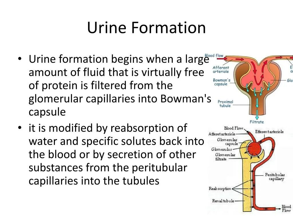 Nephron and urine formation. Urine formation. Mechanism of urine formation. Urine reabsorption.