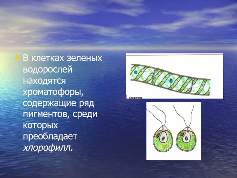 Пигменты фотосинтеза в хроматофоре. Клетка водоросли. Хроматофоры в клетках водорослей. Клетка зеленой водоросли. Пигменты в хроматофорах водорослей.