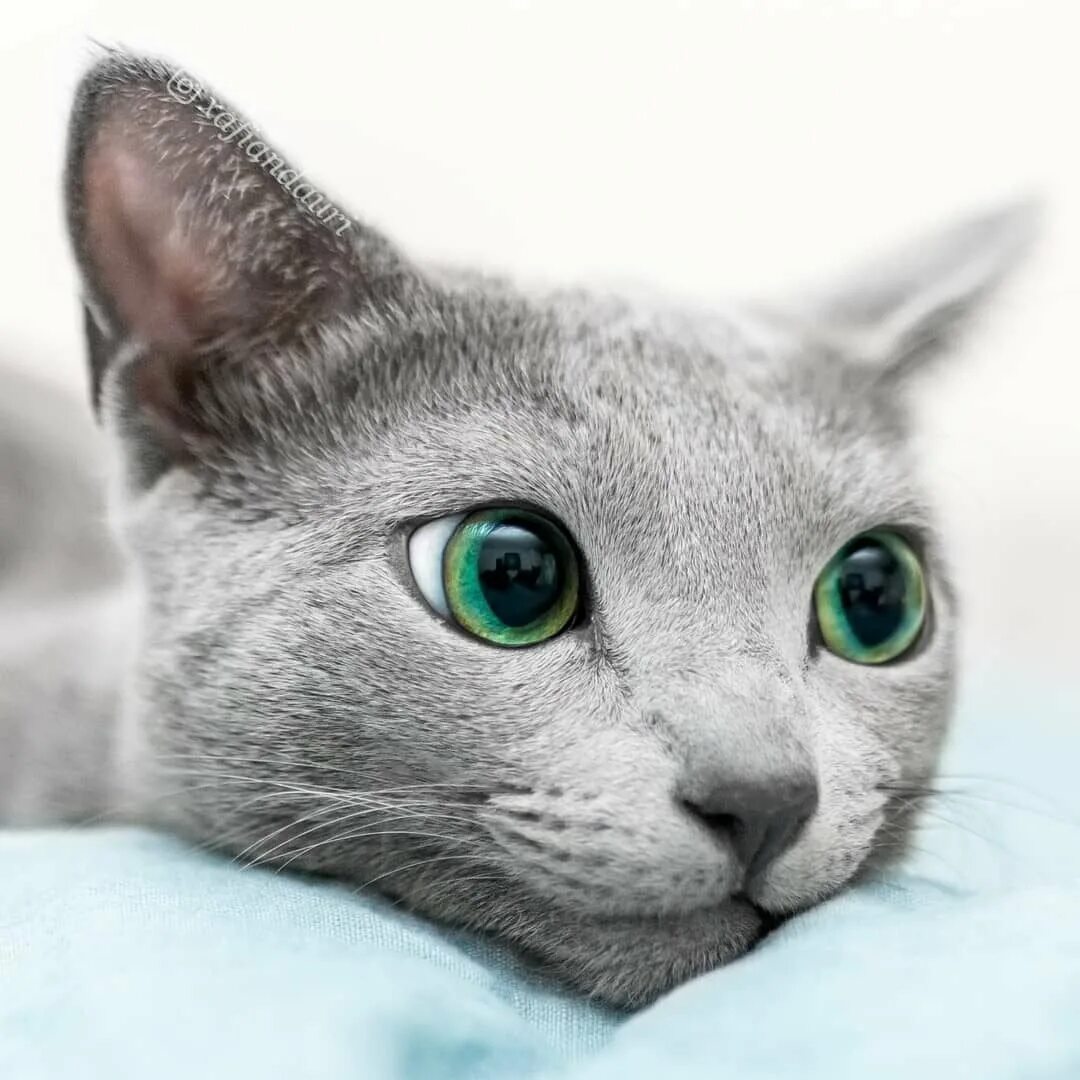 Котики с серыми глазами. Серая кошка с голубыми глазами. Кошка с серыми глазами. Голубоглазый кот. Охос азулес кошка с голубыми глазами.