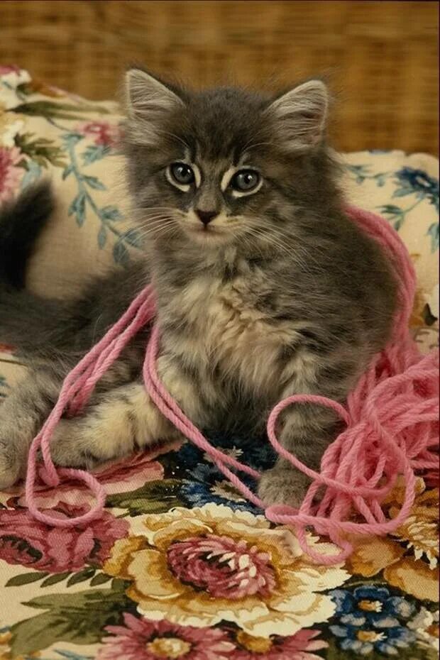 Kitten much
