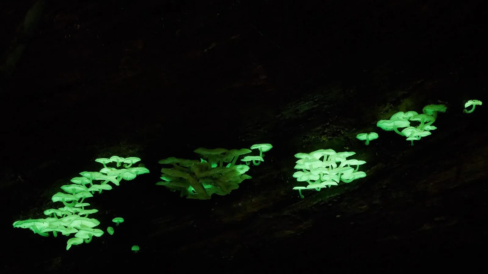Грибы светятся в темноте. Mycena chlorophos. флюоресценция грибы. грибы гнилушки светятся. гнилушки фосфоресцируют.