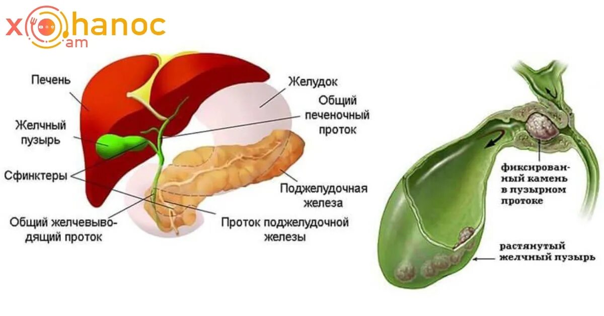 Почему выходит желчь. Печень желчевыводящие пути желчный пузырь. Строение желудка желчного пузыря и печени. Анатомия печень желчный пузырь протоки. Анатомия печени и желчевыводящих путей и желчного пузыря.