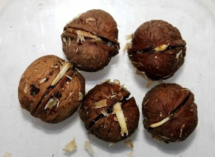Как выглядят семена грецкого ореха Free Images : produce, breakfast, flavor, snack food, nuts seeds 2700x2100 - 2