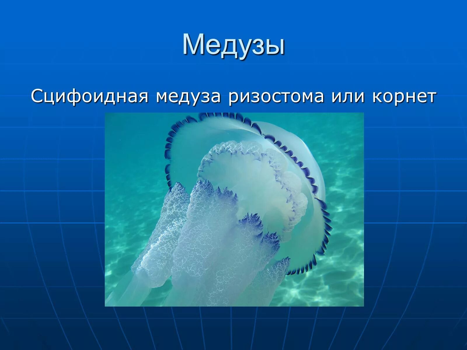 Обитатели морей и океанов медуза. Сцифоидные полипы. Медузы презентация для детей. Медуза цианея. Сообщение о медузах кратко.