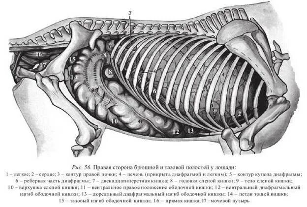 Брюшная полость рыбы. Топография органов брюшной полости лошади. Топография брюшных органов коровы. Большая ободочная кишка лошади. Анатомия и топография органов брюшной полости у животных.