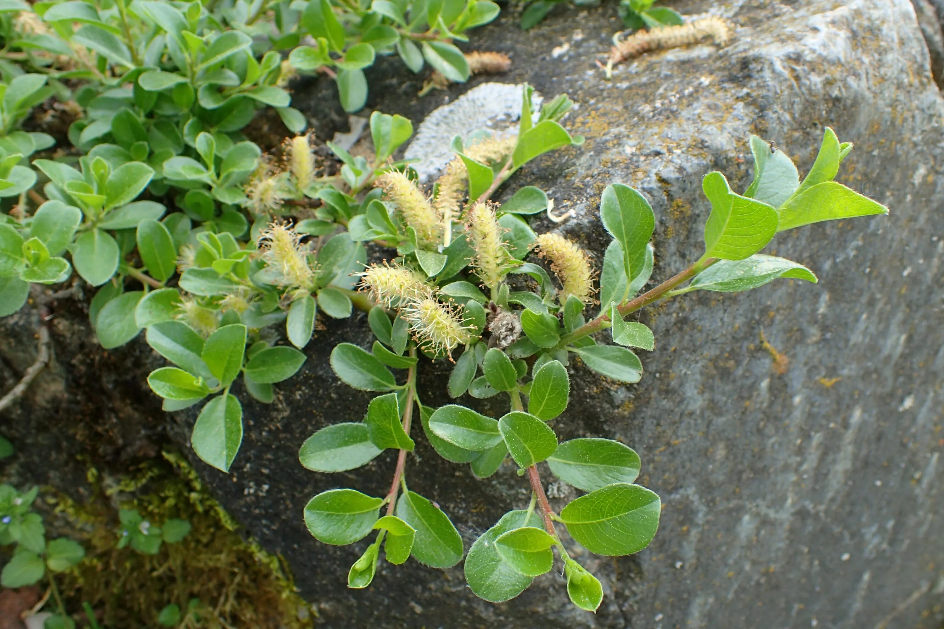 Карликовая ива фото. Salix simulatrix. Salix arbuscula Ива. Ива деревцевидная. Карликовая Ива.