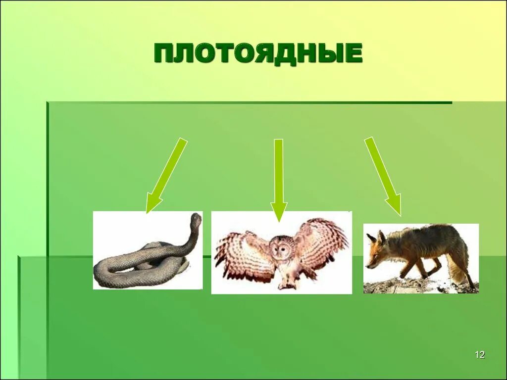 Плотоядные растения в круговороте веществ. Невидимые нити модель круговорота в природе. Круговорот жизни дизайн.