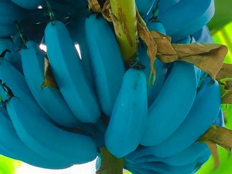 Сорт банана голубая Ява. Айс-Крим банан сорт. Банан голубой. Бананы красные. Красные бананы купить