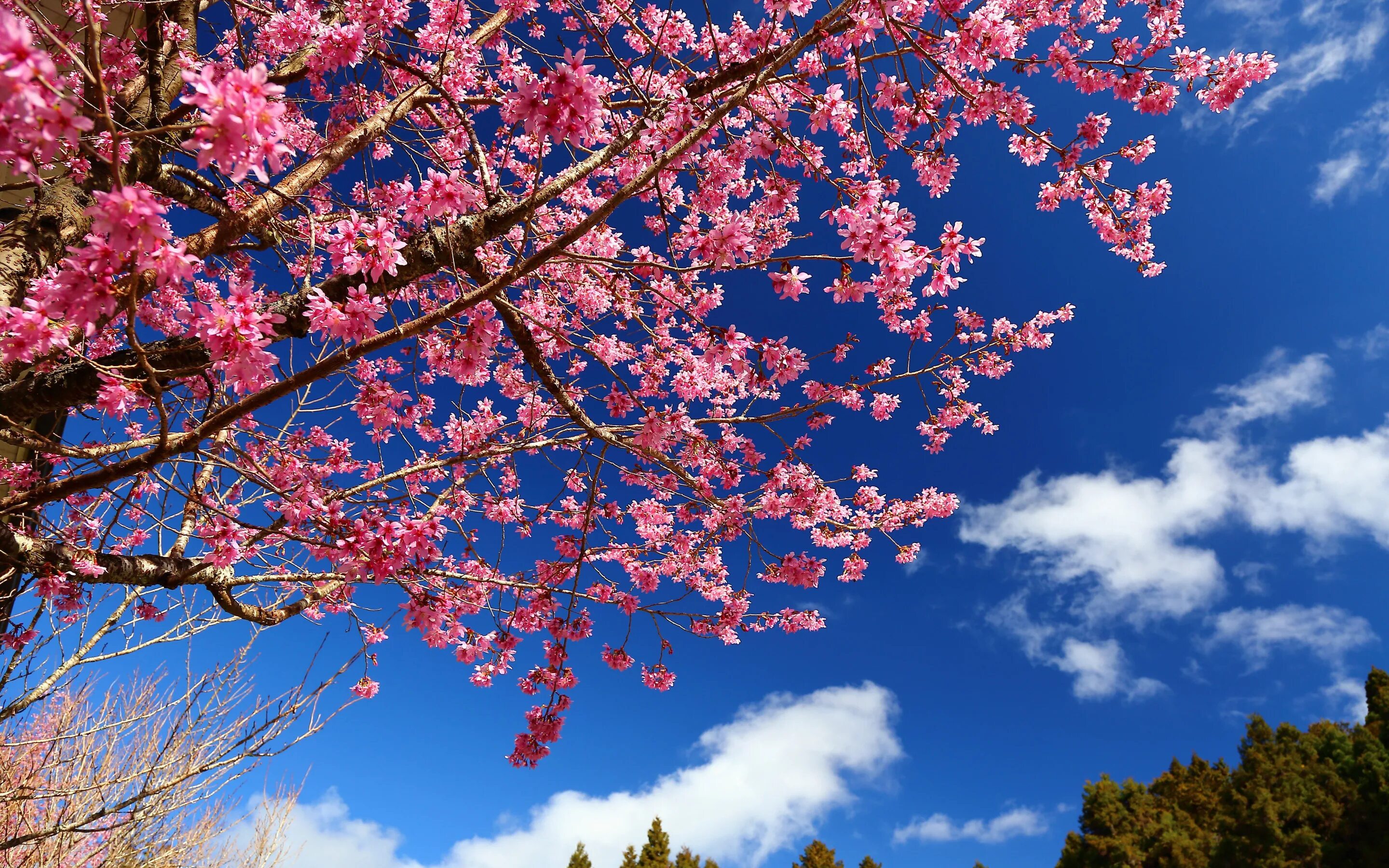 Что такое сакура дерево. Сакура дарахт. Сакура Брянск цветение. Сакура Аманогава.