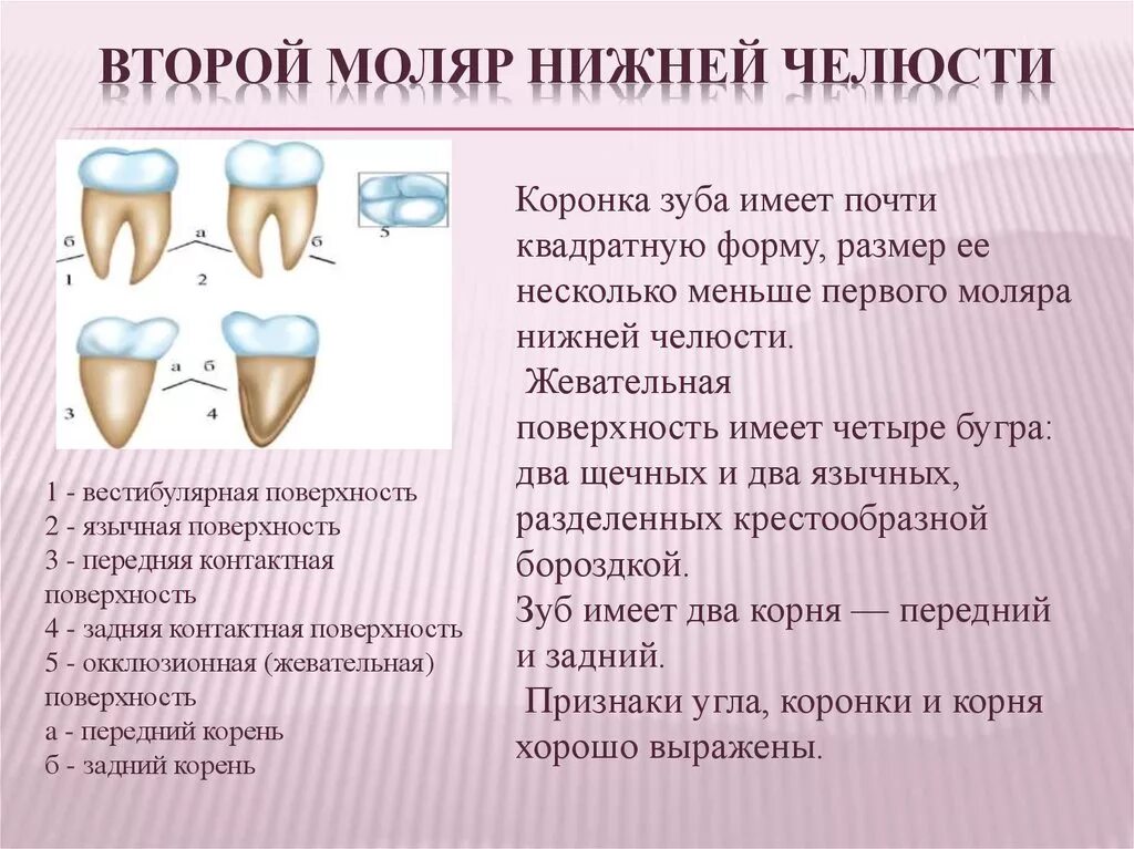 Почему зубы отличаются между собой. Второй моляр н жней челюсти. Коронка 1 моляра верхней челюсти. Второй моляр верхней челюсти коронка. Третий моляр нижней челюсти поверхности.