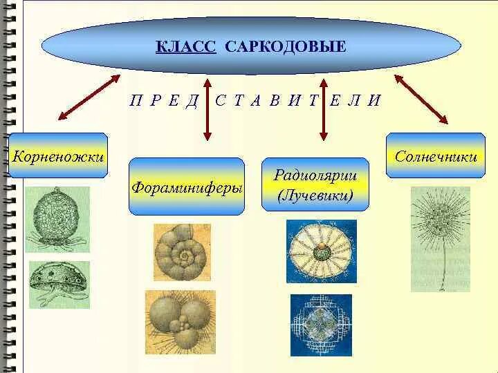 Саркодовые представители. Саркодовые корненожки. Саркодовые одноклеточные. Тип простейшие класс Саркодовые. Патогенные для человека Саркодовые.