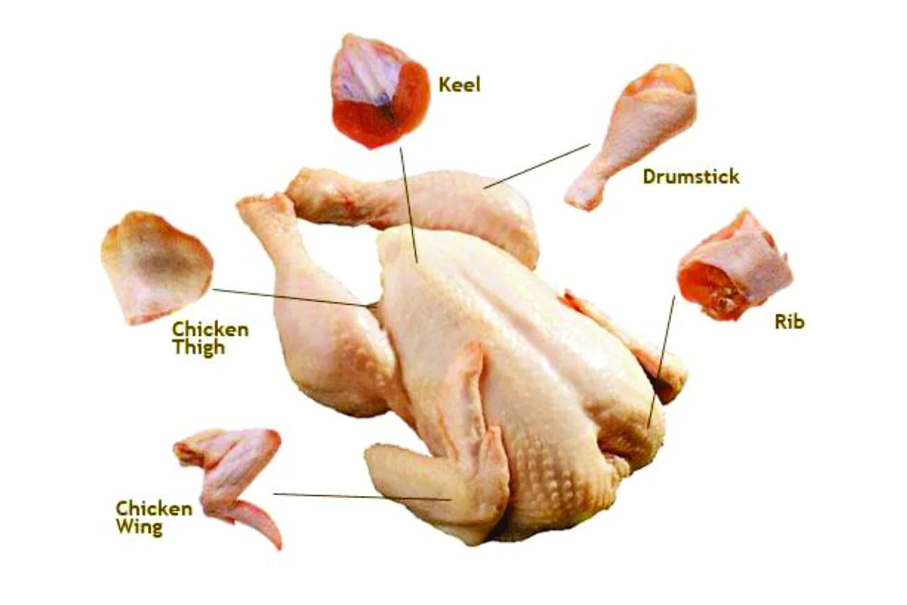 Киливая кисть у курицы. Части тела курицы. Вырост грудины киль