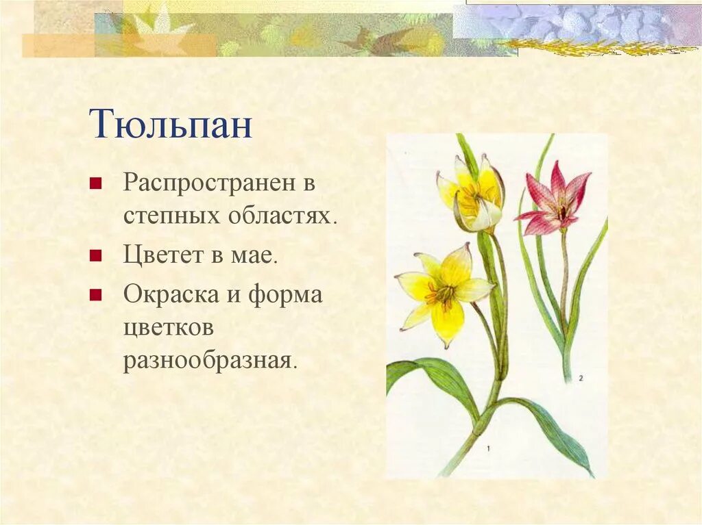 Растения внесенные в красную книгу алтайского края. Краснокнижные растения алтайского края. растения алтайского края занесенные в красную книгу. красная книга алтайского края растения. цветы красной книги алтайского края.