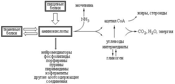 Мочевина продукт распада. Схема распада белков. Распад белка схема. Схема распад белков до аминокислот. Распад белков на аминокислоты.