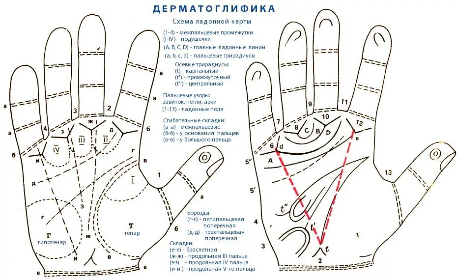 Дерматоглифика схема ладонной карты. Дерматоглифика ладонные линии и Бугры. Трирадиус дерматоглифика. Элементы кисти руки криминалистика. Карта изменения рук