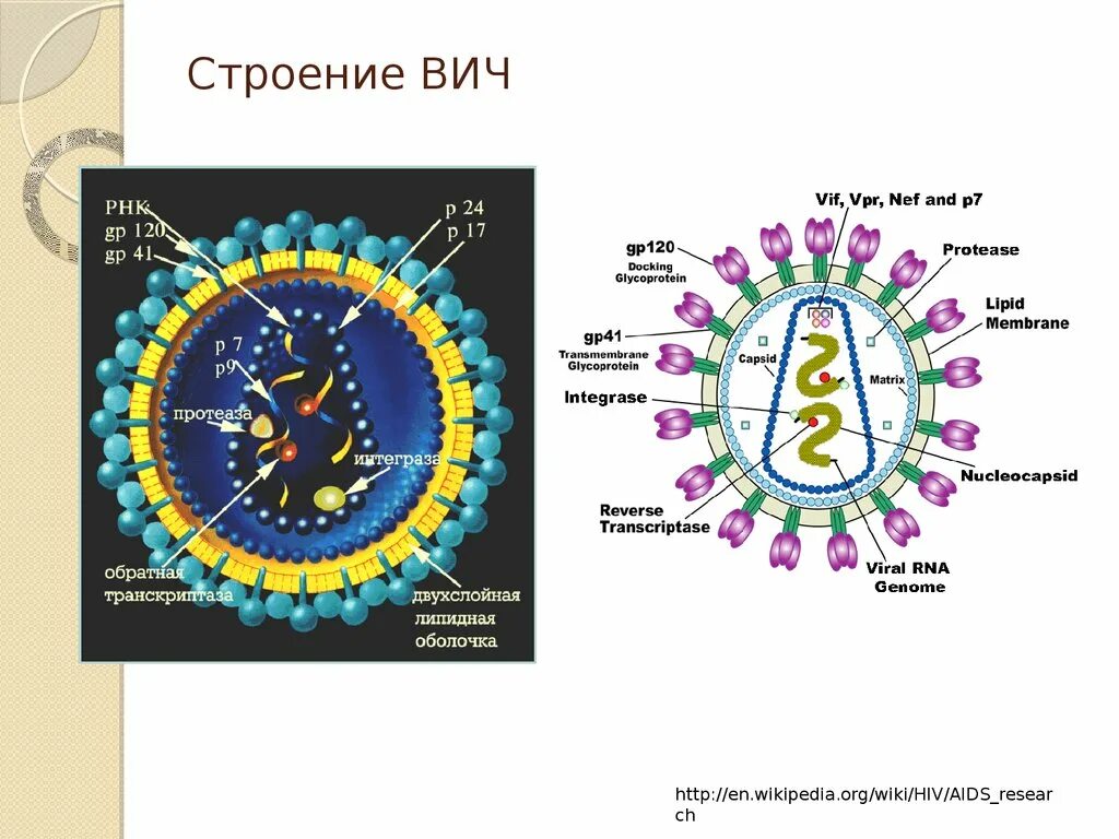 Строение вич. Строение вируса СПИДА. Структура вируса ВИЧ. Строение вируса ВИЧ. Структура ВИЧ инфекции.