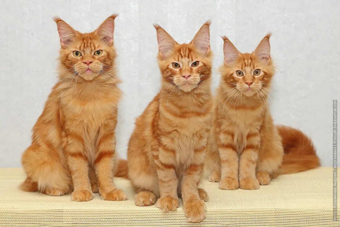 котенок мейн куна 3 месяца. мейн кун 3. метис кот мейн кун. котенок мейн куна 3 месяца. мейн кун 3 месяца.