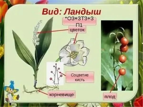 Ландыша под цифрой 3