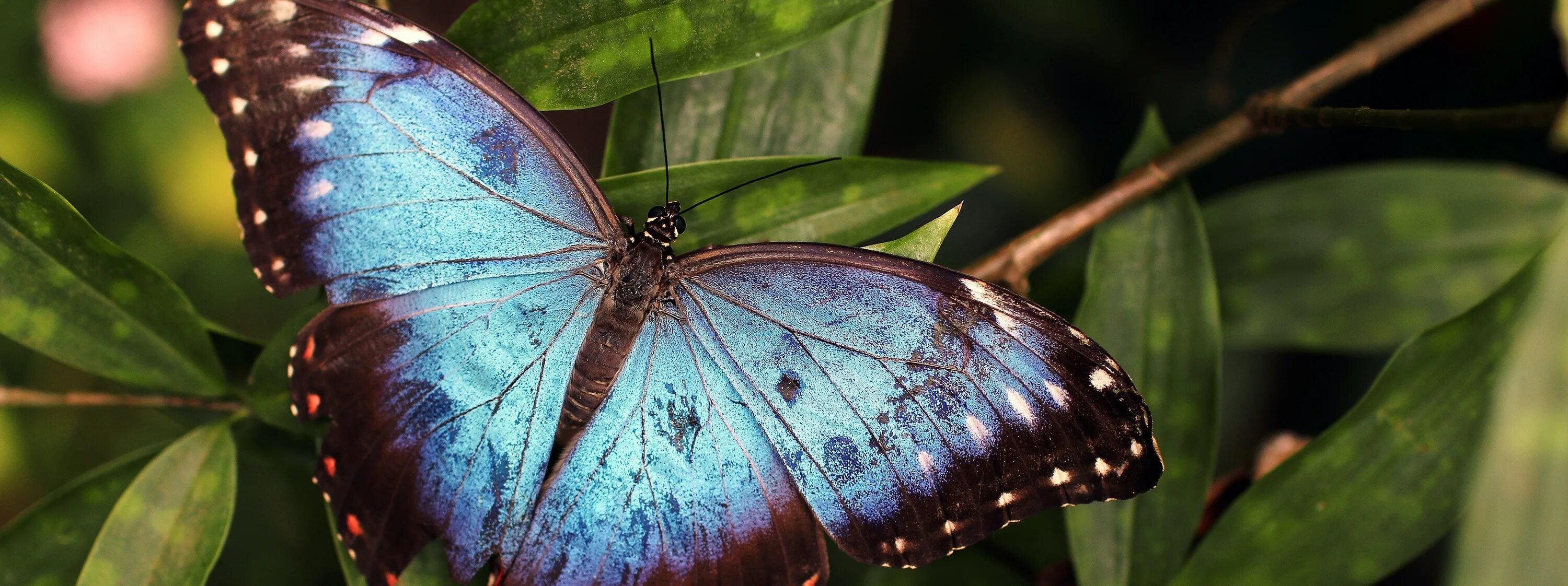 Нимфалиды бабочки махаон. Juzear butterfly. Бабочка боярышница. Биосферный заповедник бабочки монарх. Цитериас аврорина.
