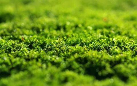 Green gros