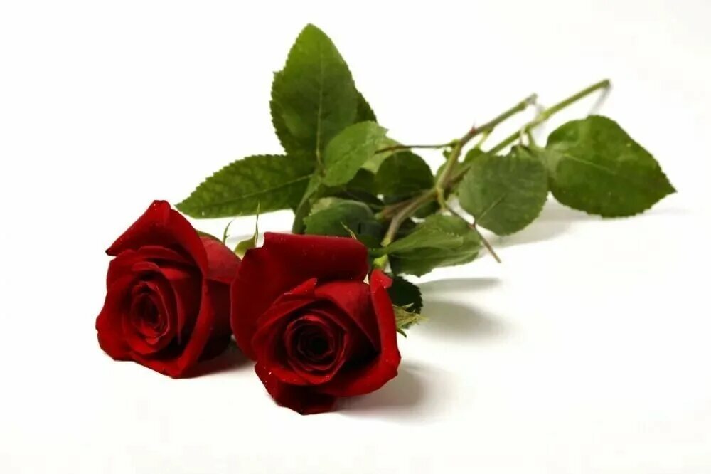 Красные розы на прозрачном фоне. Траурные розы на прозрачном фоне. Две розы на белом фоне. Четные и нечетные цветы дарят