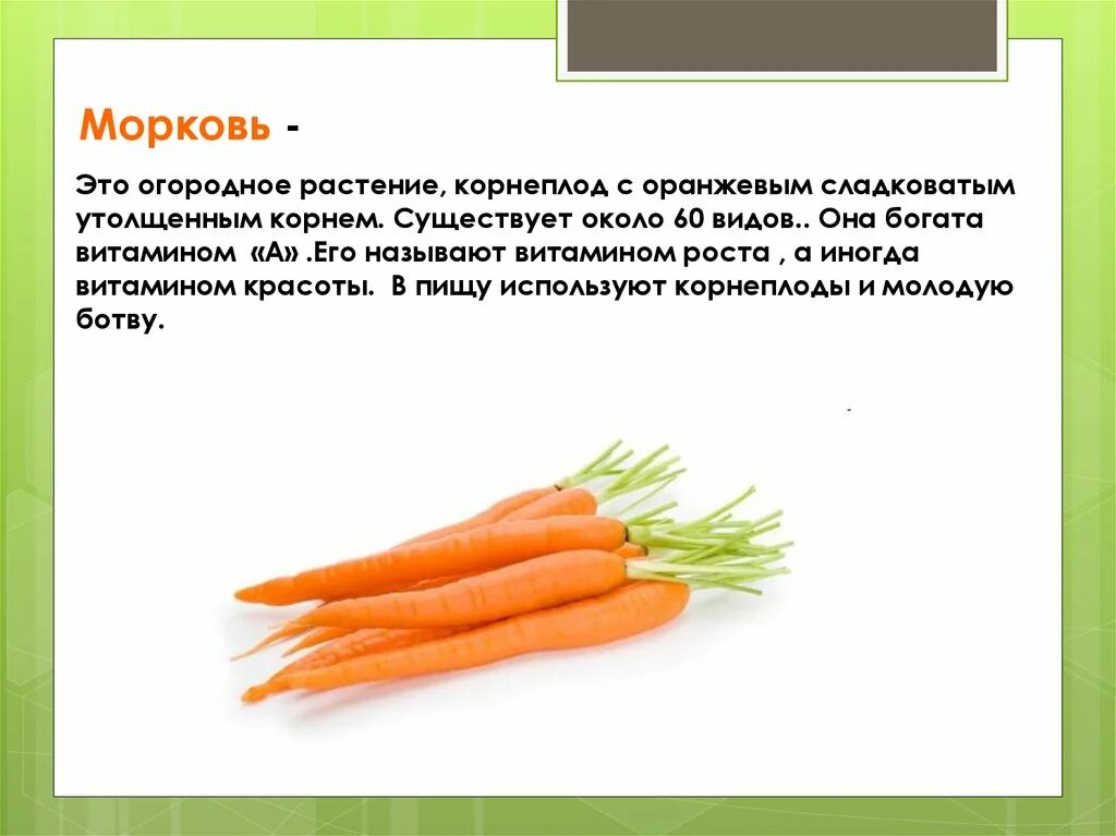Сколько лет морковь про. Корнеплод моркови. Описание моркови. Морковь для презентации. Польза моркови.