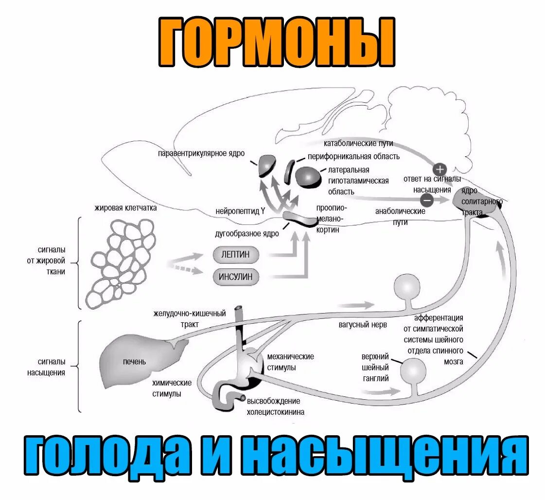 Гормоны голода и насыщения. Гормон сытости и голода. Гормон насыщения лептин. Голодание и гормоны. Гормон голода 6