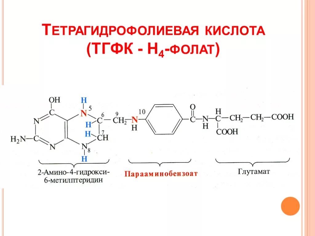 Тетрагидрофолиевая кислота формула. Активные производные ТГФК. Строение тетрагидрофолиевой кислоты. Тетрагидрофолиевая кислота (ТГФК, н4-ФК.