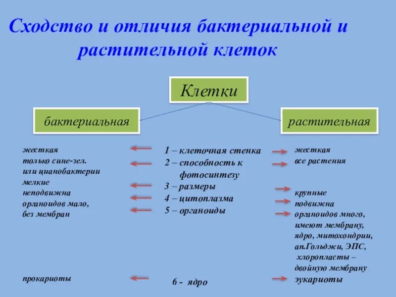 Бактерии отличия от низших