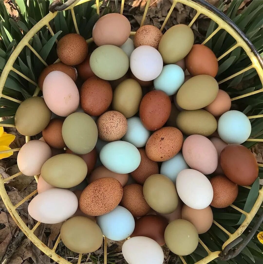 В каких яйцах есть цыплята. Легбар яйцо. Куры коралл ник цвет яйца. Легбар кремовый яйцо. Коралл ник порода кур цвет яйца.