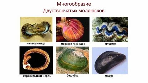 Головоногие и двустворчатые моллюски
