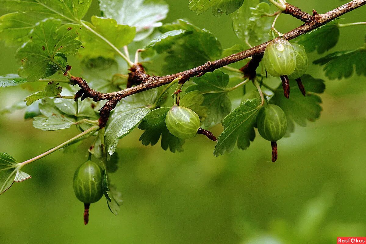 крыжовник куст. крыжовник для начинающих. крыжовник хиннонмаки грин. крыжовник сорт краснославянский. крыжовник неслуховский.