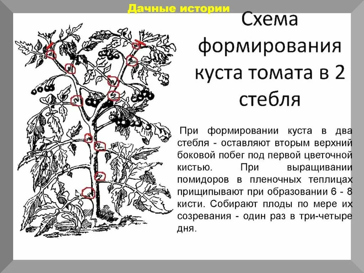 Сколько растут томаты. Формировать томаты в теплице в два стебля. Формирование томатов в 2 стебля в теплице схема. Схема пасынкования томатов. Кусты томатов пасынкование.