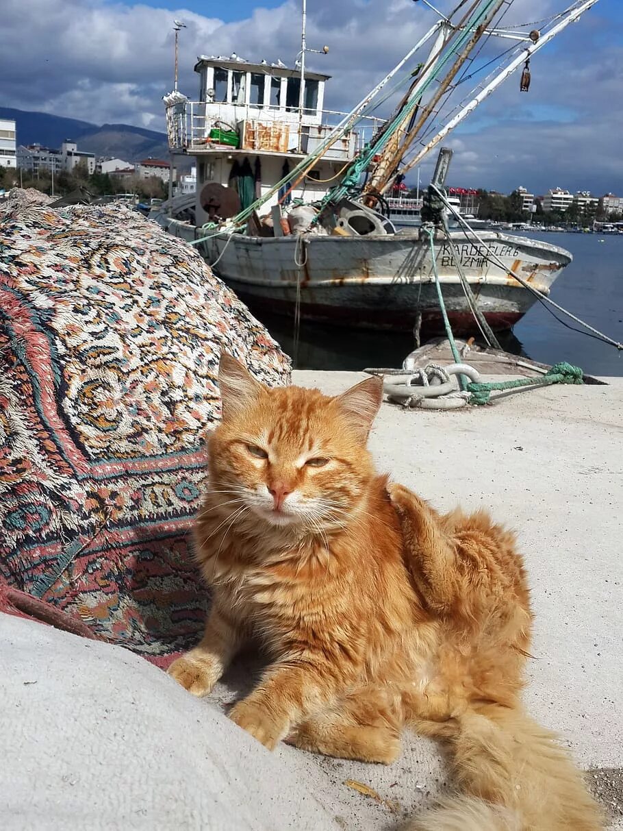 Turkey cats. Кот в Стамбуле. Морская кошка. Кошки в Стамбуле. Рыжий кот.