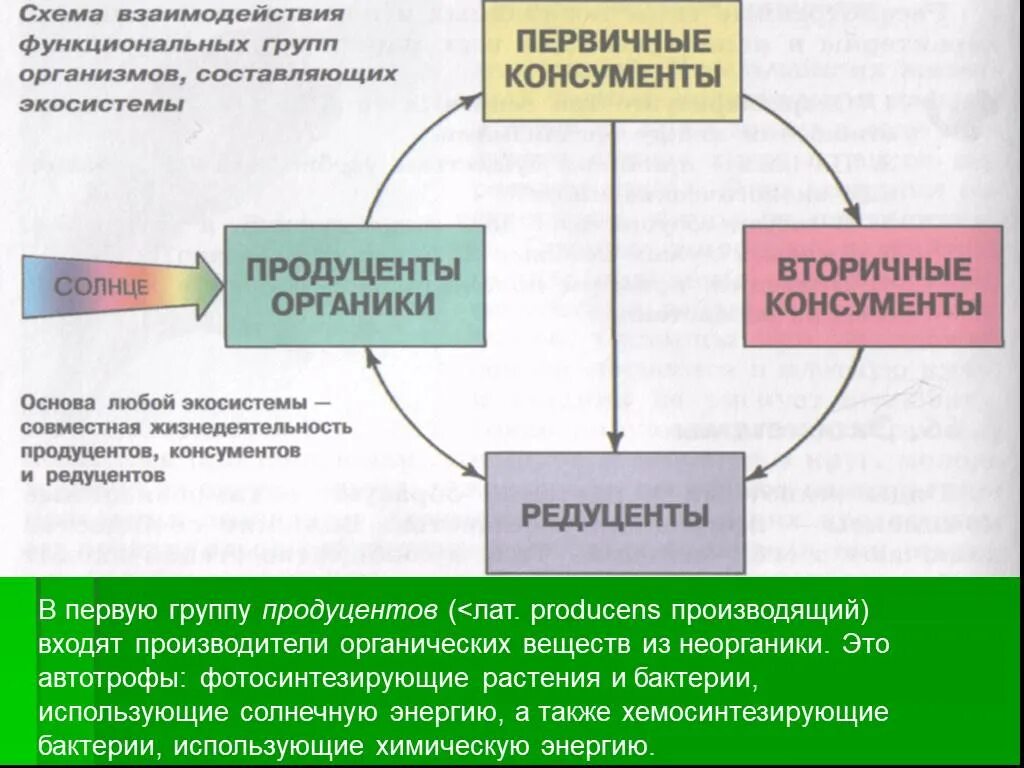 Потребляют органические вещества запасенные продуцентами. Группы организмов в экосистеме. Функциональные группы экосистемы. Источники энергии для редуцентов. Функциональные группы организмов в экосистеме.