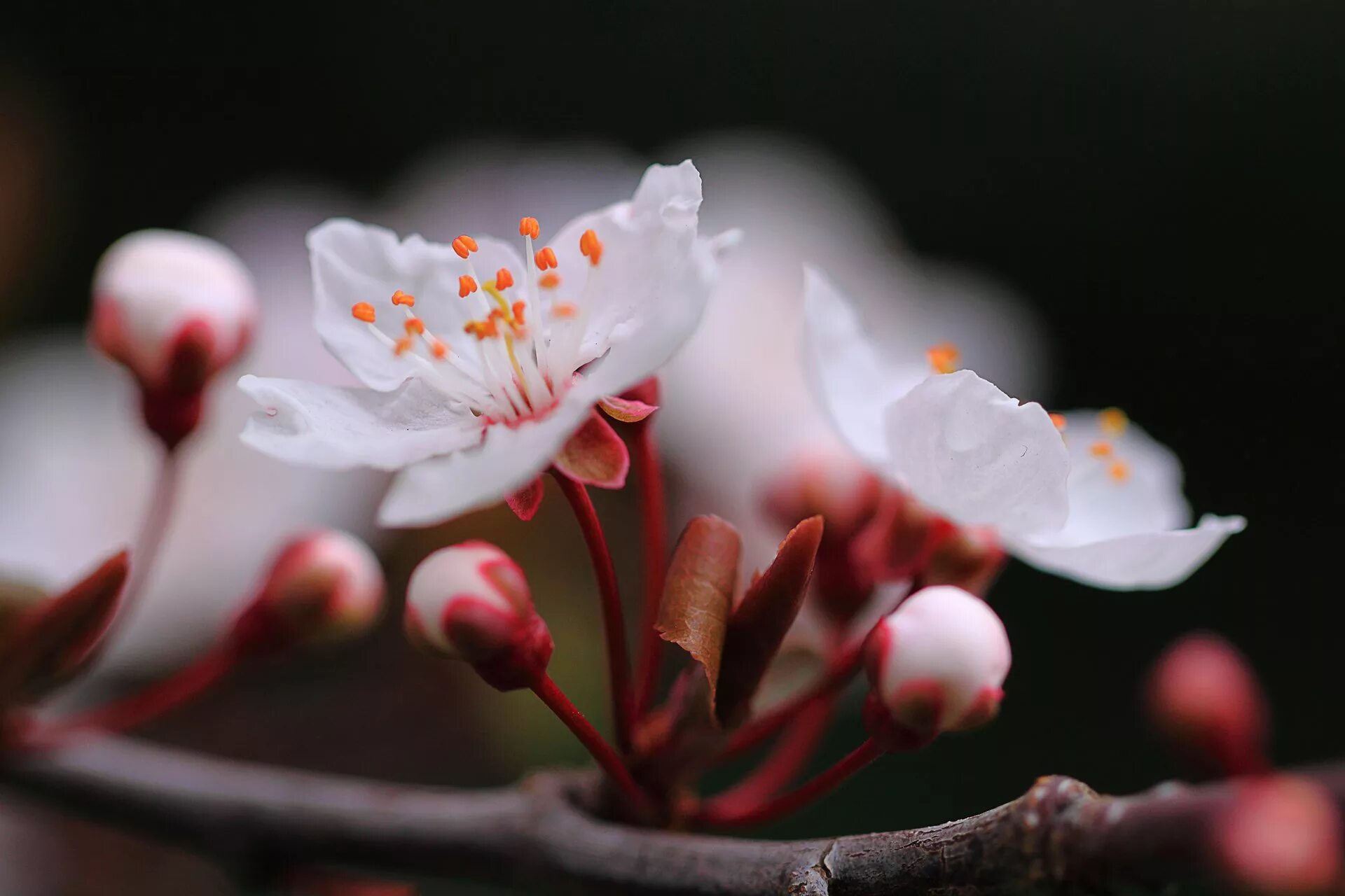 Сакура бокэ. Вишня Саржента (p. sargentii). Черешня Сакура. Вишня дерево цветение. Цветы 1024 600