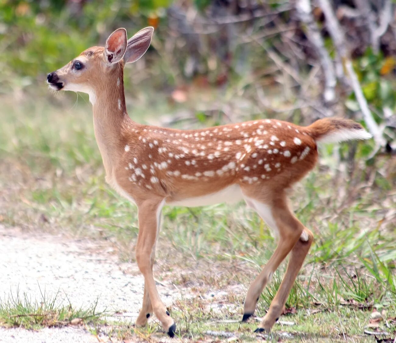 Парнокопытные Оленевые. Odocoileus virginianus. Пятнистый олень. Пятнистое парнокопытное